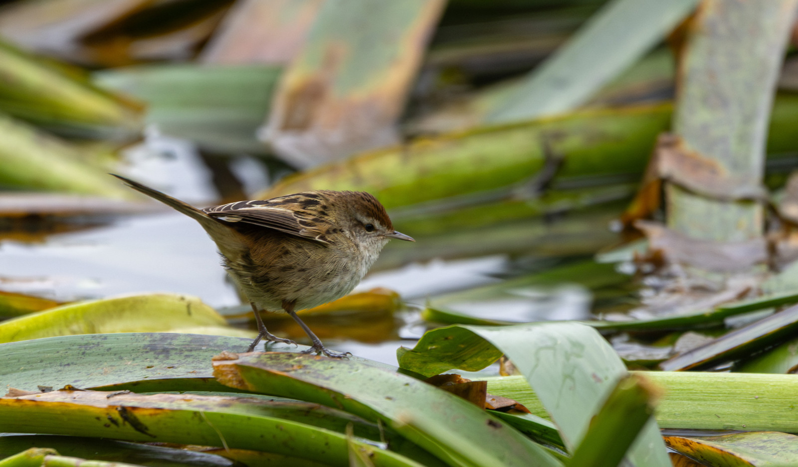 image Little Grassbird